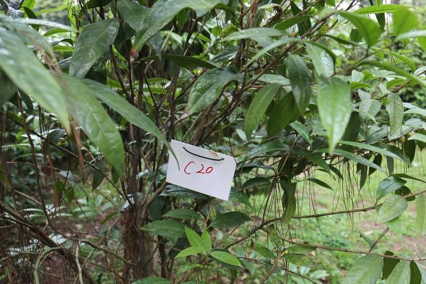 金花茶優樹FS020 金花茶優樹FS020