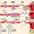 半同卵雙生 半同卵雙生