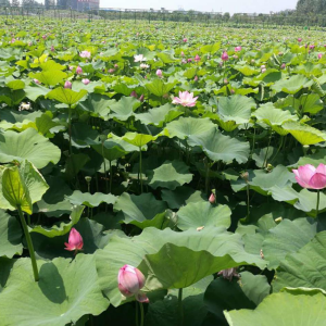 郟縣(河南郟縣)