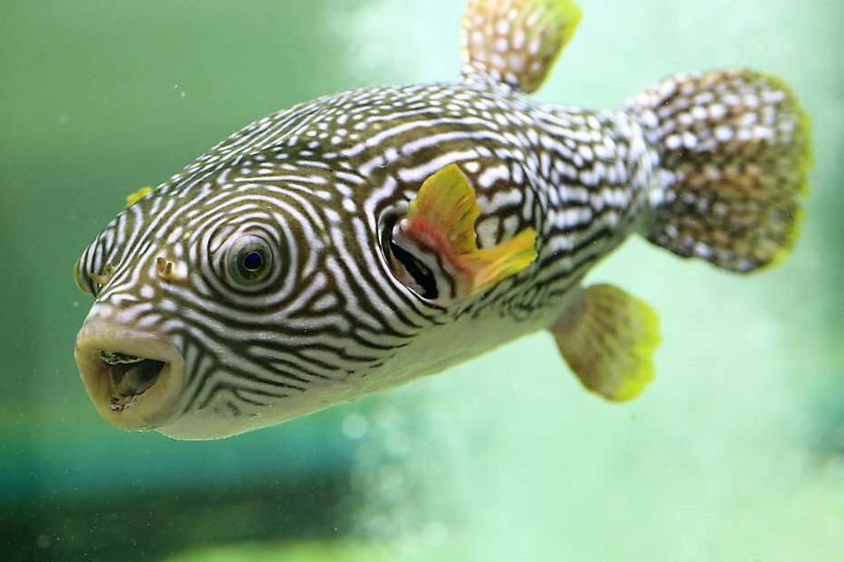 網紋鼻魚 網紋鼻魚