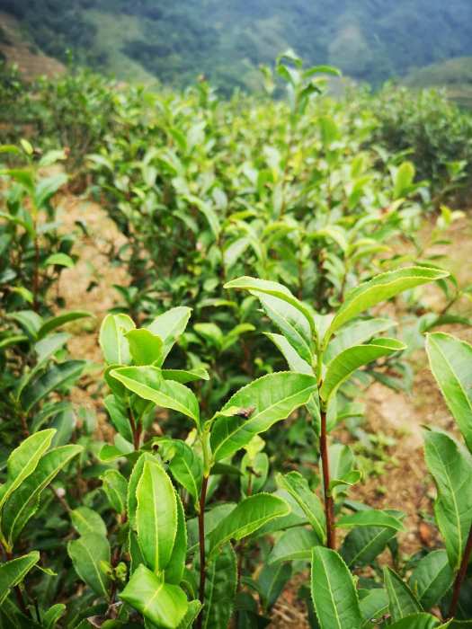 東水茶 東水茶