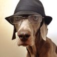 威瑪犬