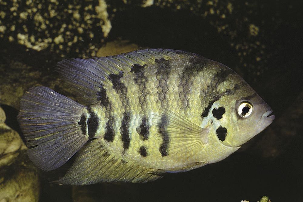 始麗魚 始麗魚