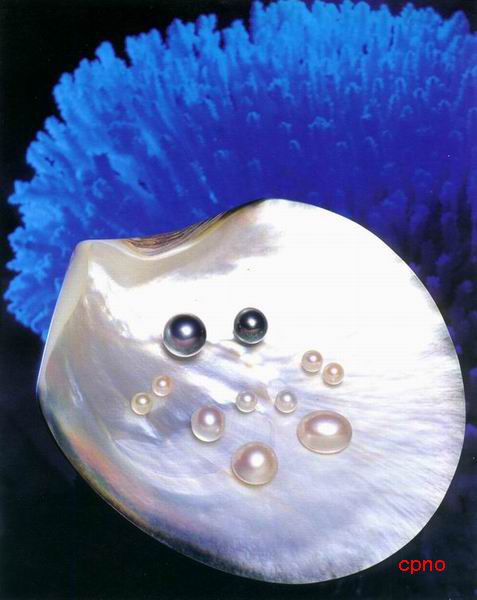 扭喙珍珠貝
