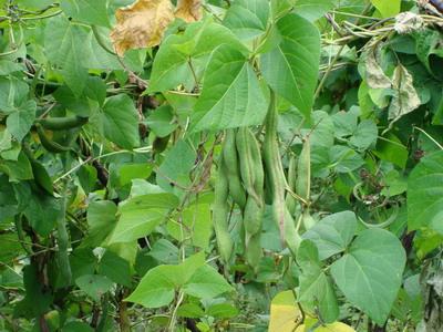 豐坪村村民種植芸豆