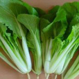 長梗白菜 長梗白菜