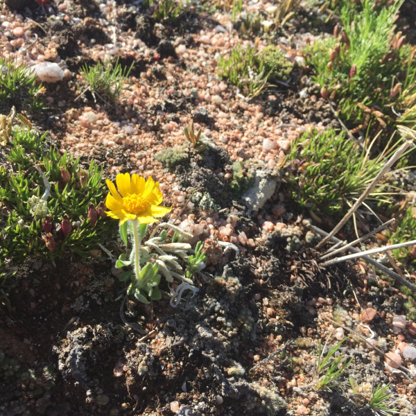 Hymenoxys brandegeei