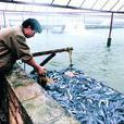鰻魚養殖 鰻魚養殖