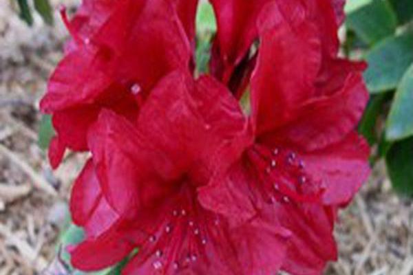Rhododendron \x27Firestorm\x27