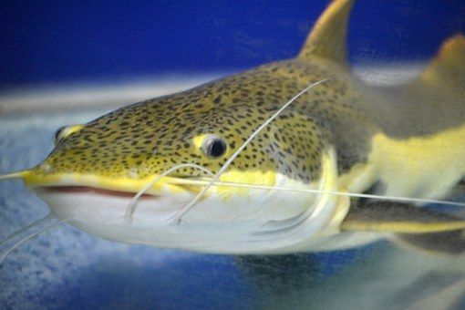 球溪鯰魚 球溪鯰魚