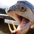 吸血食人魚 吸血食人魚