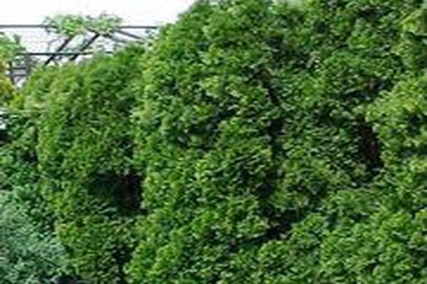 Thuja occidentalis \x27Smaragd\x27