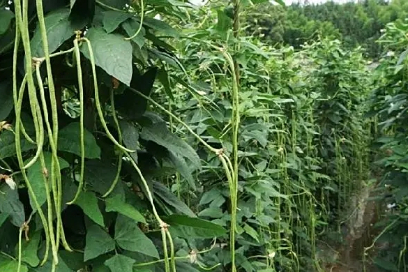 吉綠12號 吉綠12號