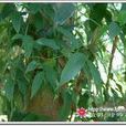 叢林素馨 叢林素馨