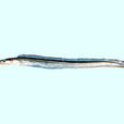 狹頜海鰻(細頜鰻)
