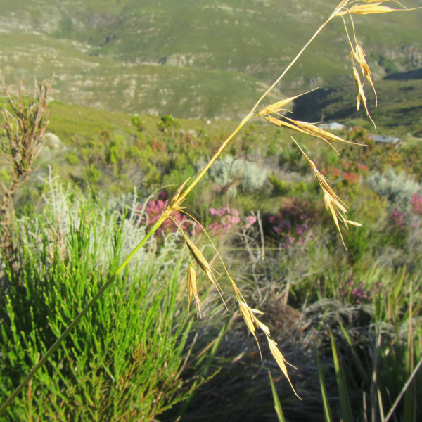 Ehrharta dura