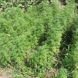 荊芥根 荊芥根