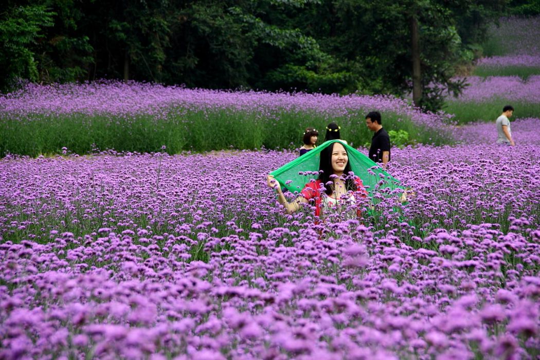 紫色的花海(詩歌) 紫色的花海(詩歌)