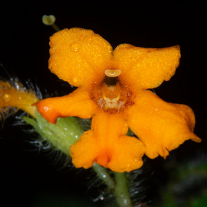 Cremosperma hirsutissimum