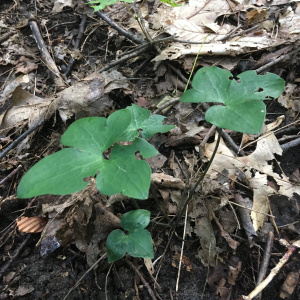 Hepatica acutiloba