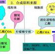 合成脂肪酸 合成脂肪酸