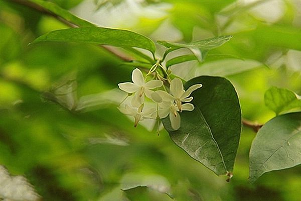 無冠倒吊筆 無冠倒吊筆