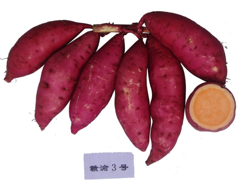贛渝3號 贛渝3號