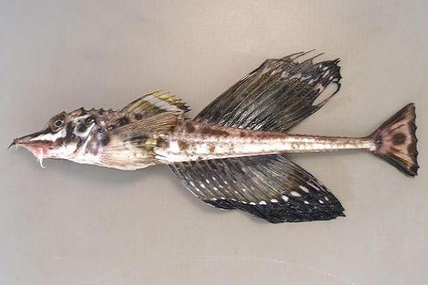 帆鰭足溝魚 帆鰭足溝魚