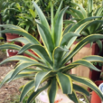 金邊蓮(百合目龍舌蘭科植物) 金邊蓮(百合目龍舌蘭科植物)