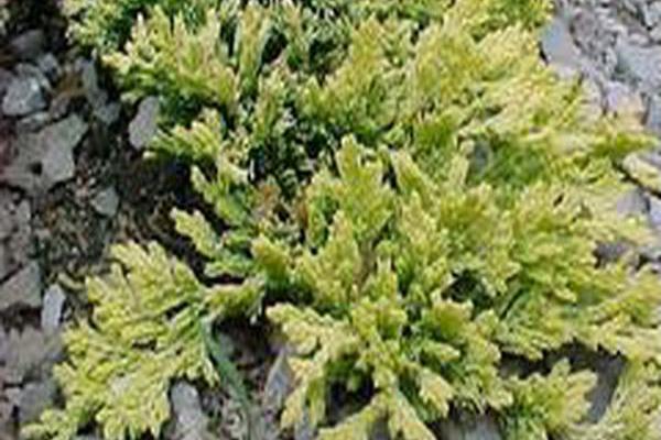 Juniperus horizontalis \x27Mother Lode\x27