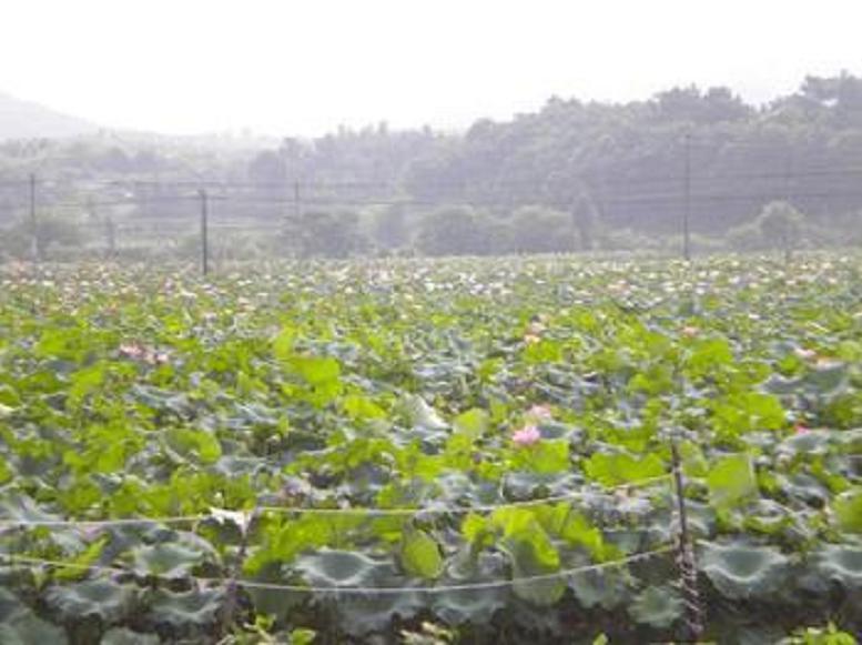 河宗村 河宗村