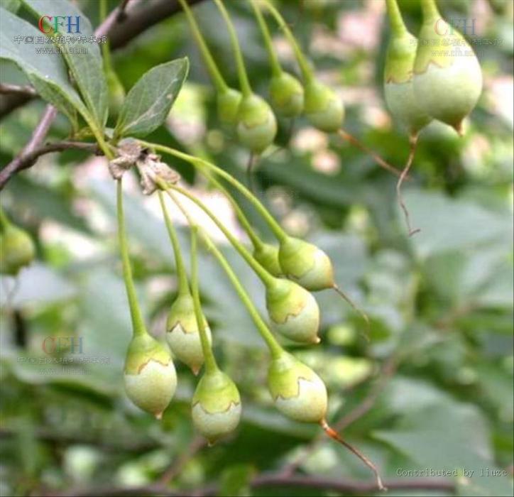 垂珠花 垂珠花
