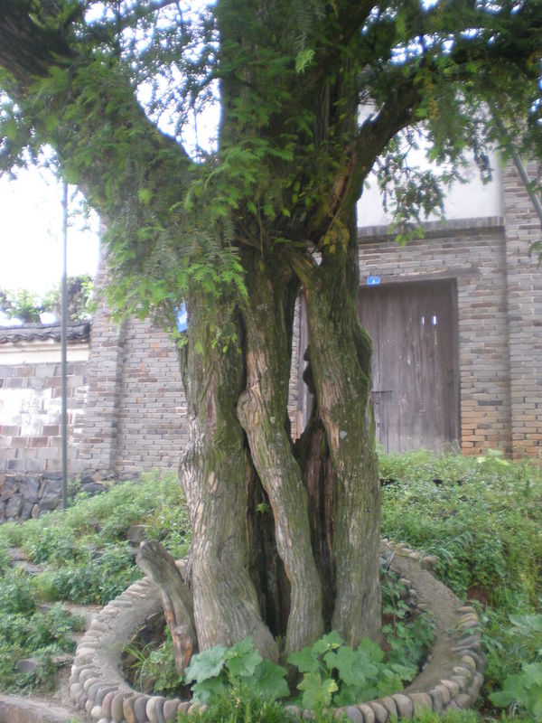 千年香榧樹
