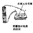 對光反應 對光反應