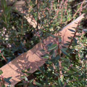 Acrotriche leucocarpa