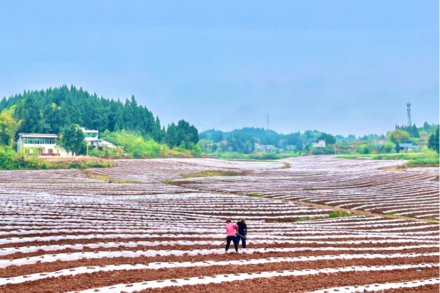 新寧村(四川省遂寧市安居區西眉鎮下轄村) 新寧村(四川省遂寧市安居區西眉鎮下轄村)