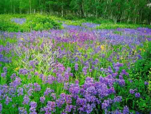寬萼滇紫草