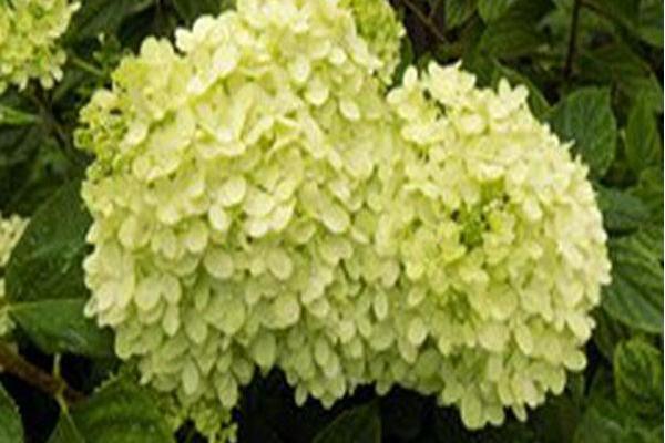 Hydrangea paniculata \x27Jane\x27 LITTLE LIME Hydrangea paniculata \x27Jane\x27 LITTLE LIME