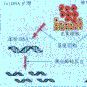 微衛星標記 微衛星標記