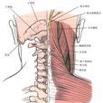 頸椎椎板