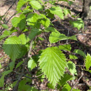 Viburnum dentatum