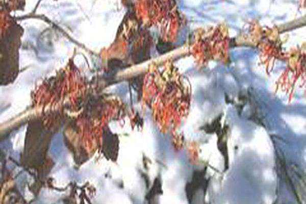 Hamamelis × intermedia \x27Jelena\x27 Hamamelis × intermedia \x27Jelena\x27