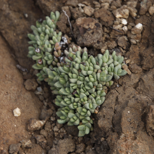 Stomatium gerstneri