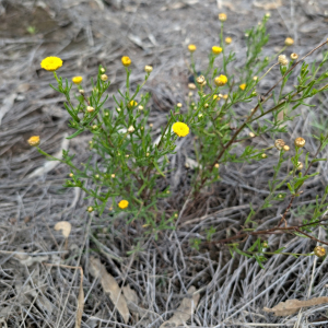 Rutidosis glandulosa