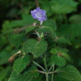 閉花紫雲菜 閉花紫雲菜