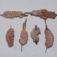 竹紅菌 竹紅菌