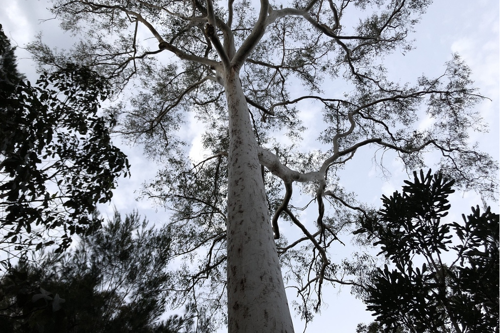 小花桉