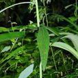 細梗紫菊 細梗紫菊