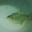 黑色食人魚 黑色食人魚