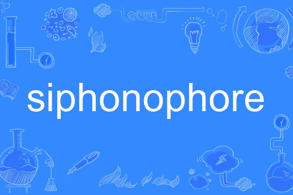 siphonophore siphonophore